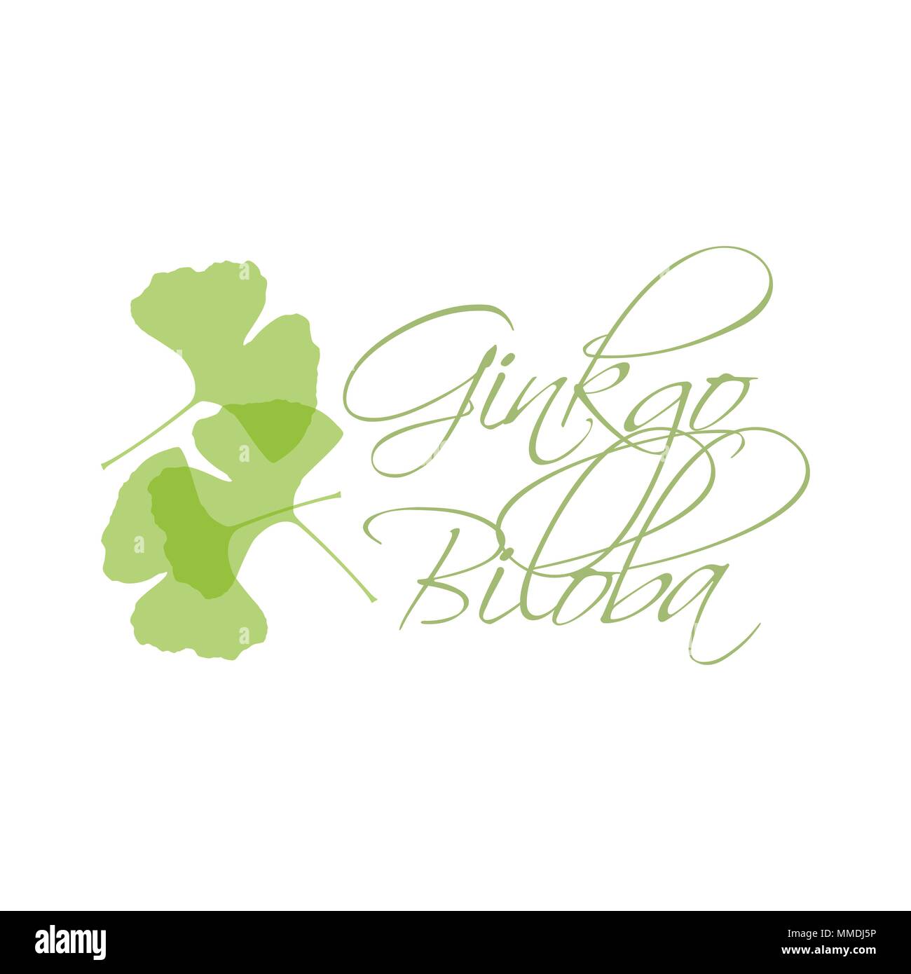 Foglie di Ginkgo Biloba Silhouette verdi su sfondo bianco con caratteri calligrafia. Disegnata a mano Medical organici vegetali illustrazione vettoriale. Illustrazione Vettoriale
