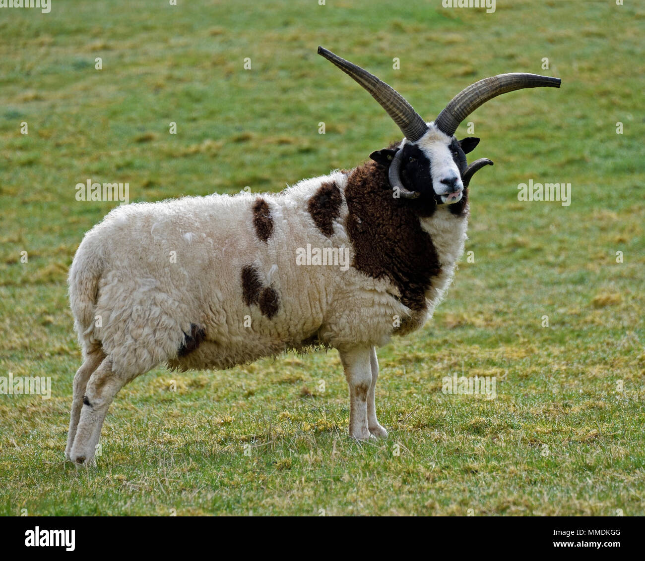 Giacobbe pecore. Cleghorn, Lanarkshire, Scotland, Regno Unito, Europa. Foto Stock