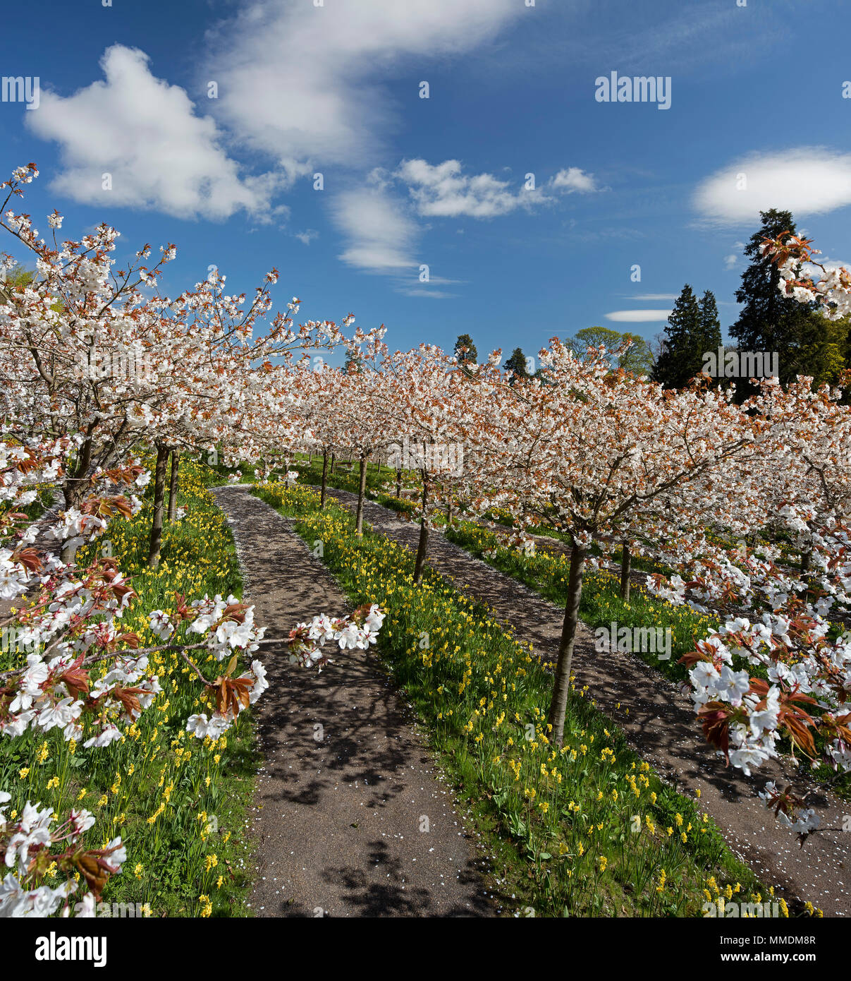 The Cherry Orchard in piena fioritura in Alnwick giardino, Alnwick, Northumberland, Inghilterra del Nord Est, England, Regno Unito Foto Stock