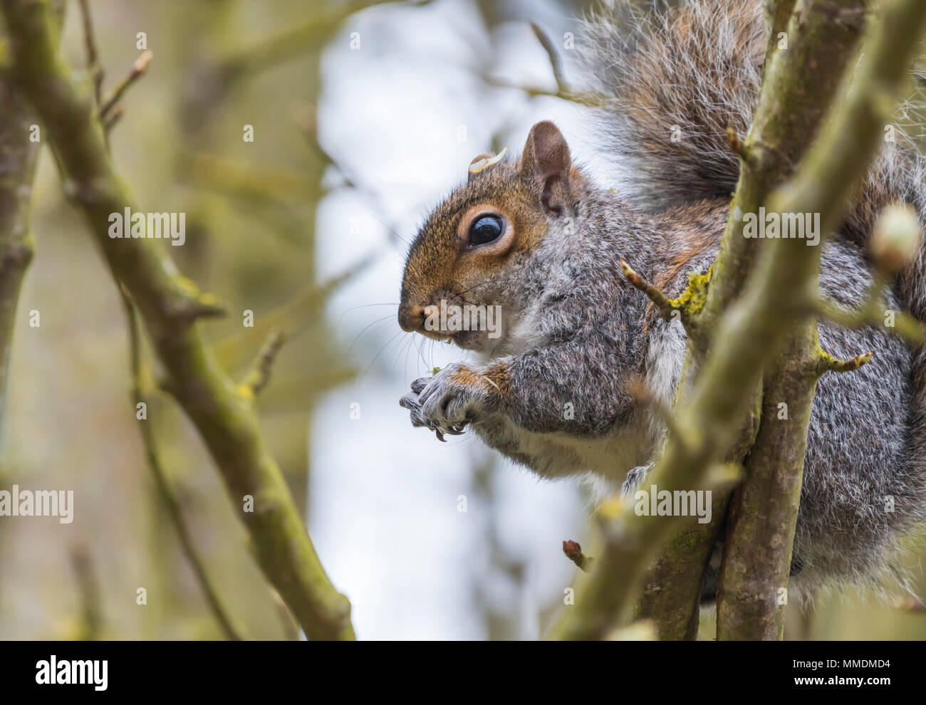 Grigio orientale scoiattolo (Sciurus carolinensis) seduto in un albero di mangiare un dado a molla nel West Sussex, in Inghilterra, Regno Unito. Orientale scoiattolo grigio. Foto Stock