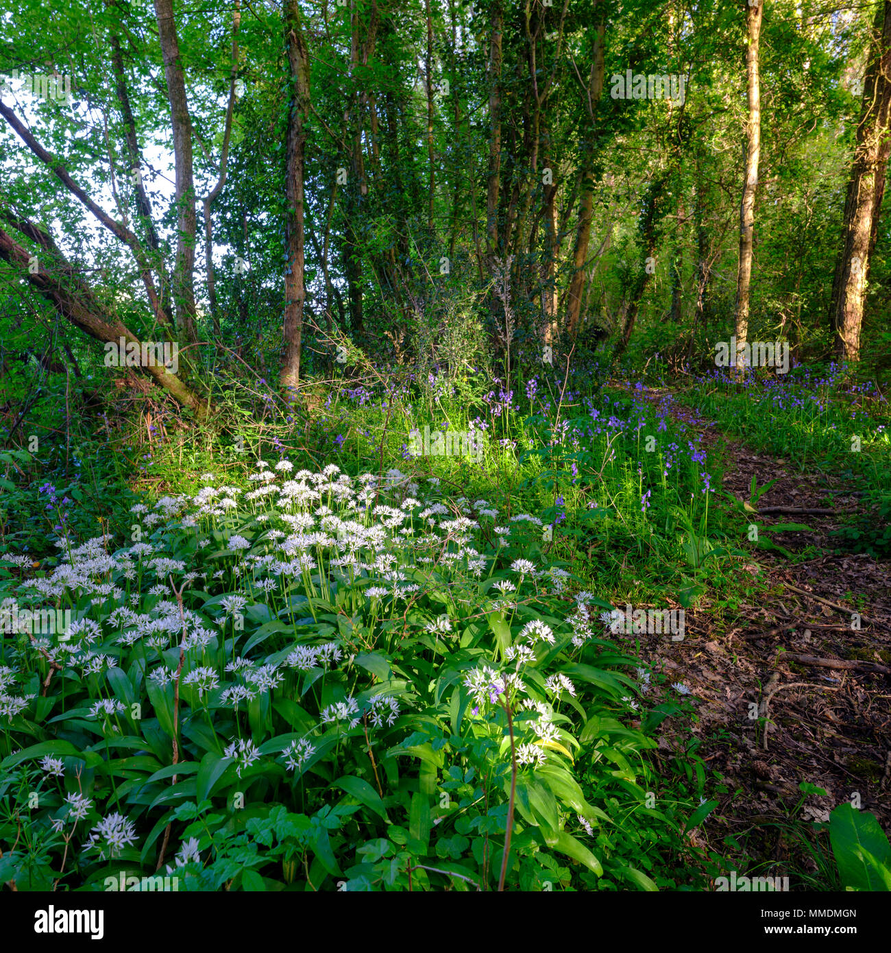 La molla della luce della sera nei boschi vicino a Hoe Gate, South Downs, Hampshire, Regno Unito Foto Stock