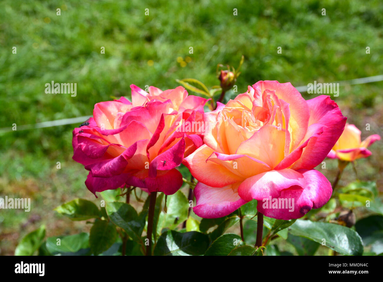 Le rose sulla molla Foto Stock