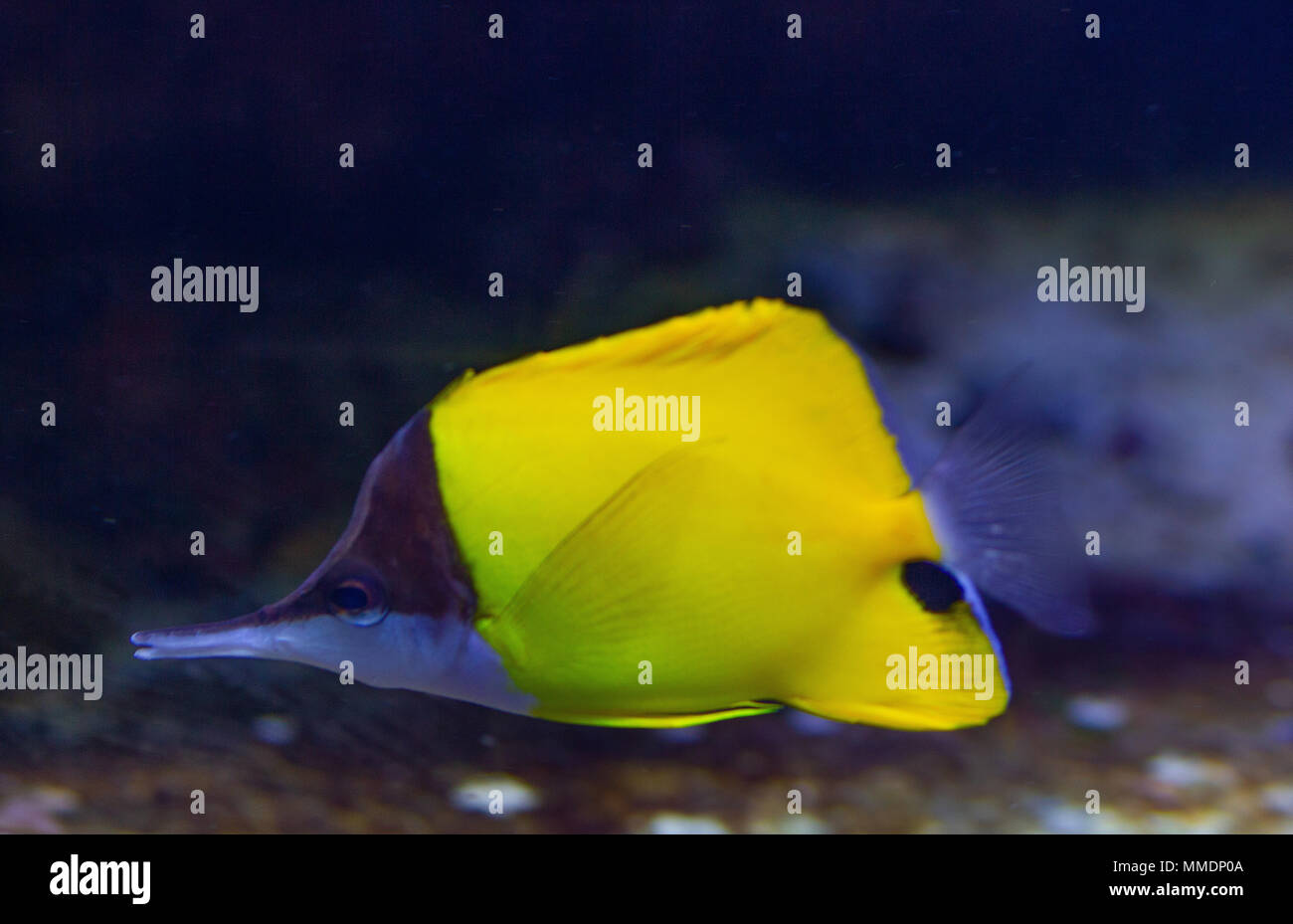 Becchi lunghi Butterflyfish Foto Stock