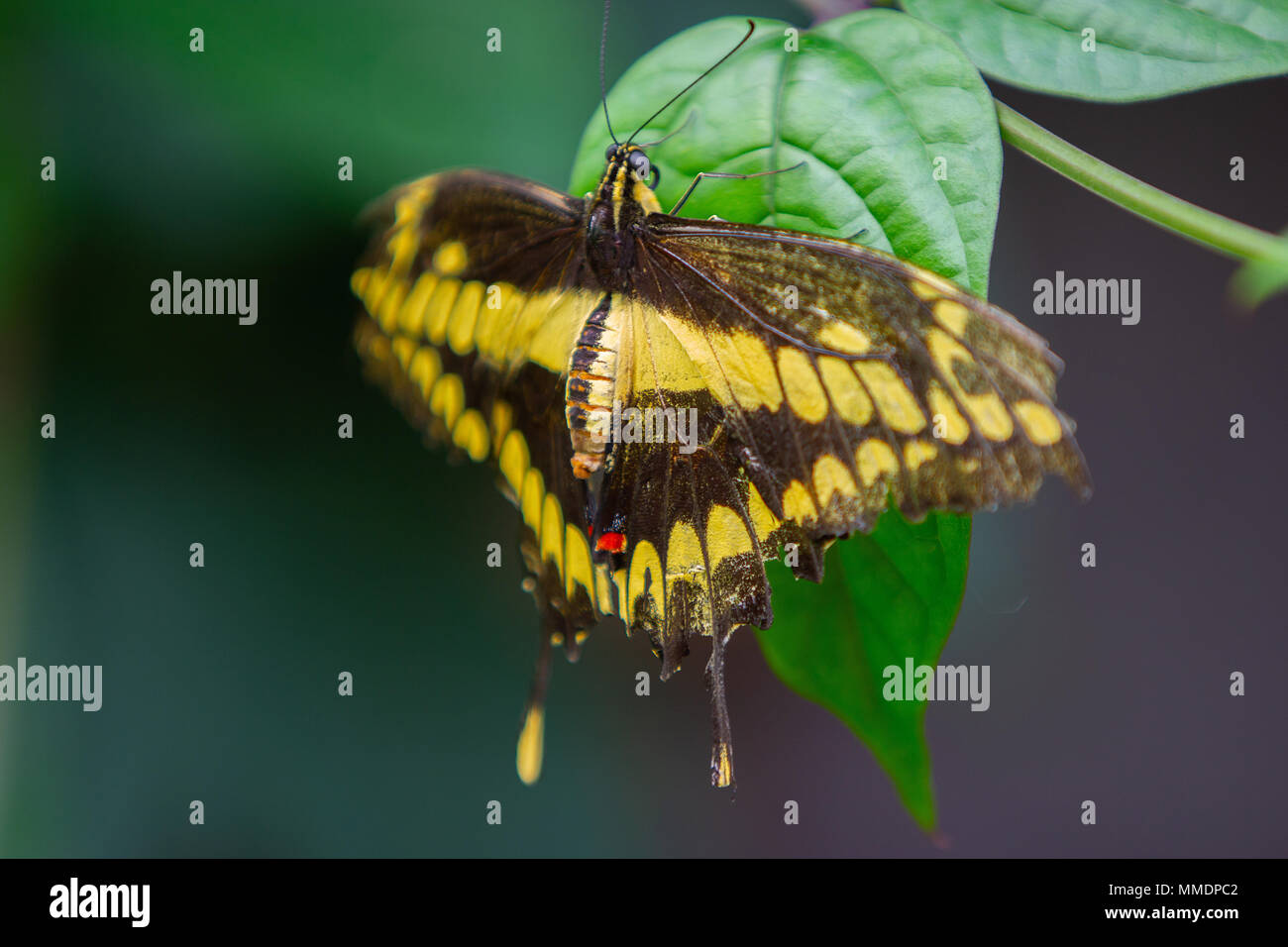 Un bel nero e giallo farfalla appoggiato su una foglia verde Foto Stock
