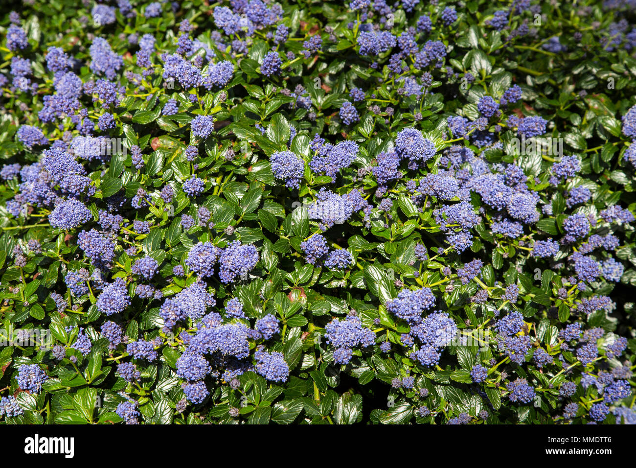 Ceanothus thyrsiflorus repens, fiore blu o azzurro blossom ceanothus, è evergreen e fornisce un eccellente la copertura del terreno con una massa di fiori blu ho Foto Stock