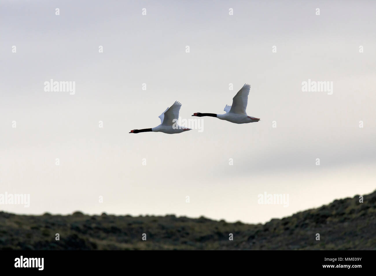 Nero a collo di cigno, Cygnus melancoryphus Foto Stock