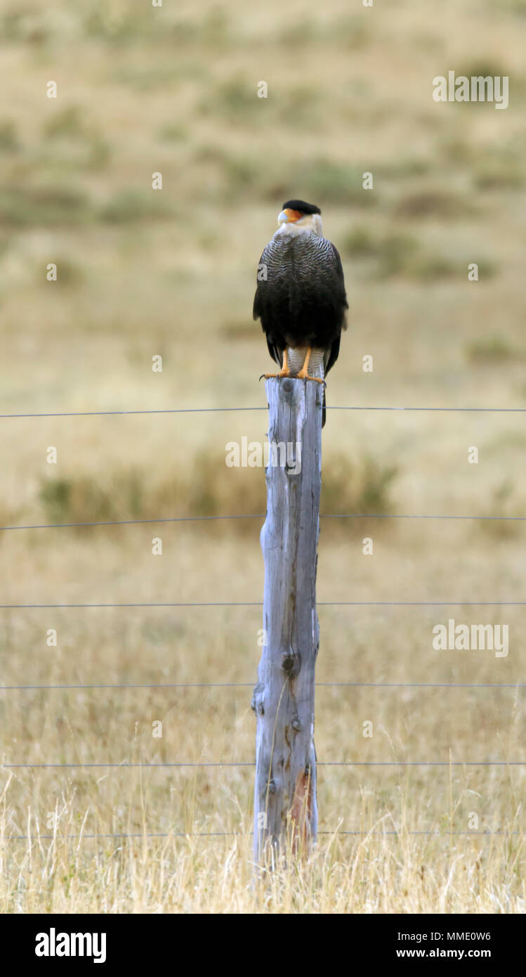 Crestato meridionale Caracara; Caracara plancus Foto Stock