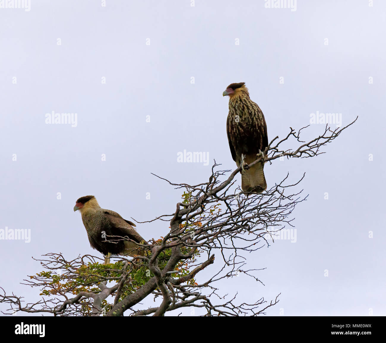 Crestato meridionale Caracara; Caracara plancus, per adulti e bambini in Patagonia Foto Stock