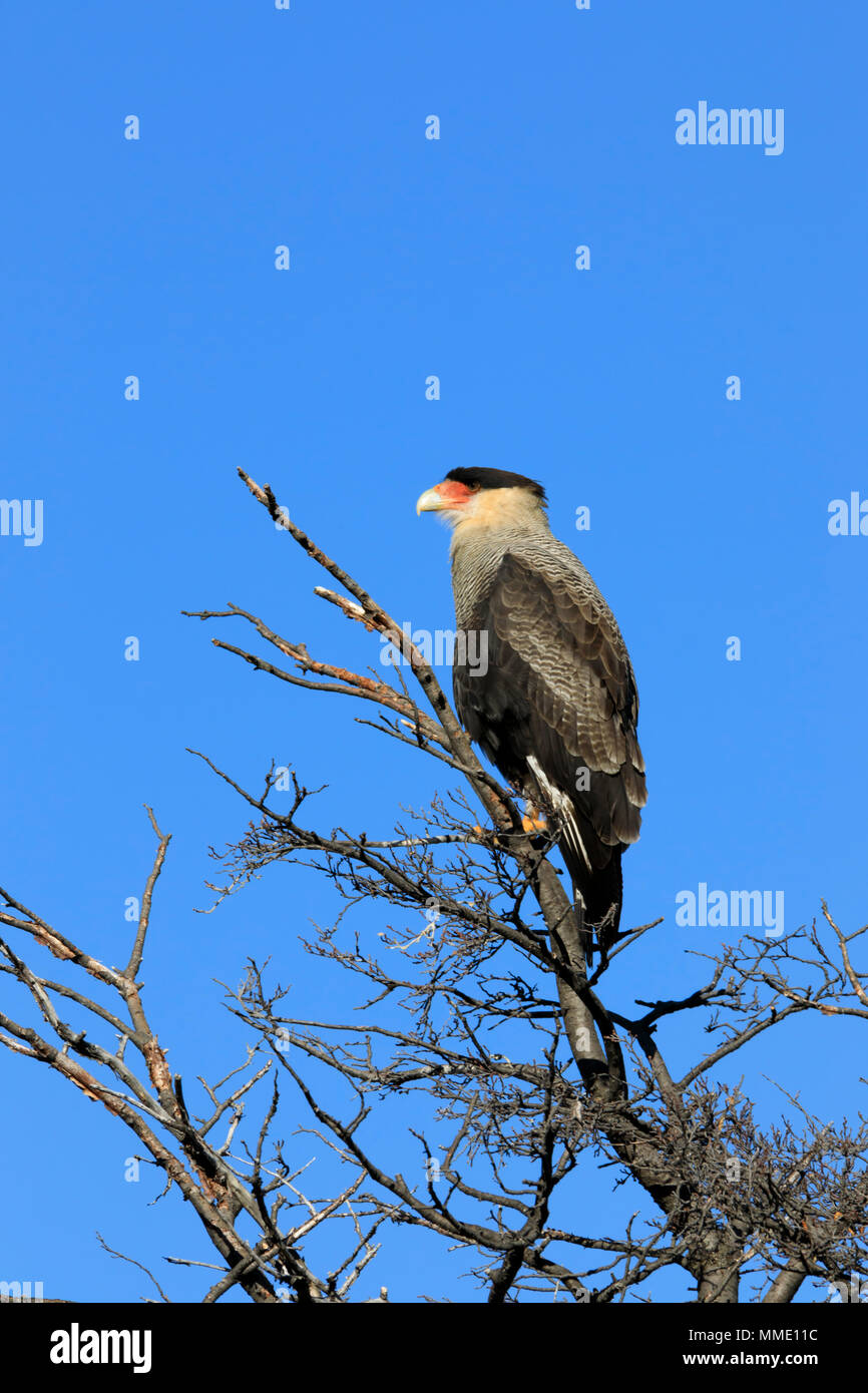 Crestato meridionale Caracara; Caracara plancus Foto Stock