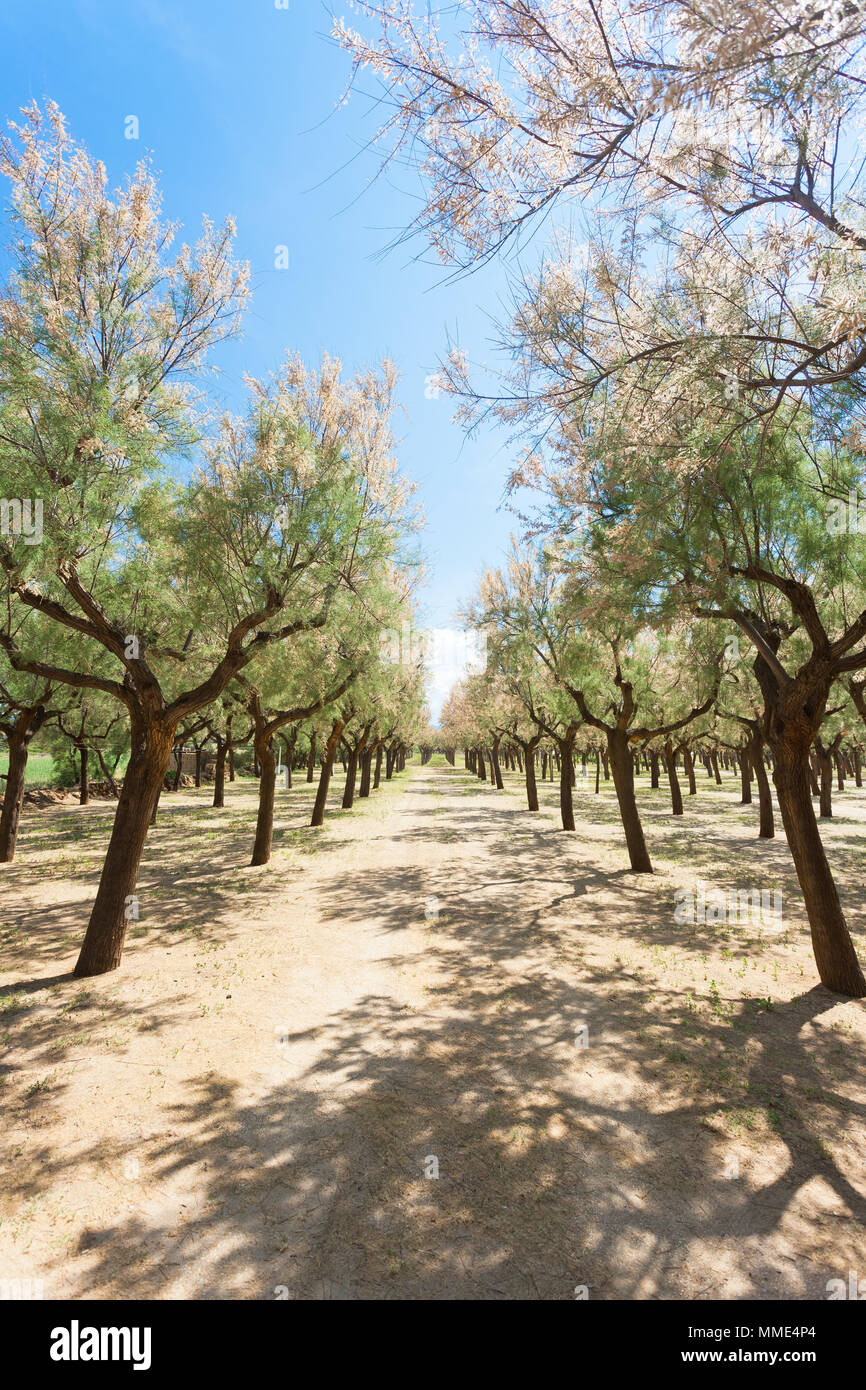 Spiaggia Terme, Puglia, Italia - Campeggio entro una piccola foresta Foto Stock