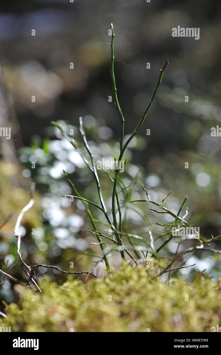 Macrofotografia di muschi e licheni sul moncone nel bosco di conifere. Foto Stock