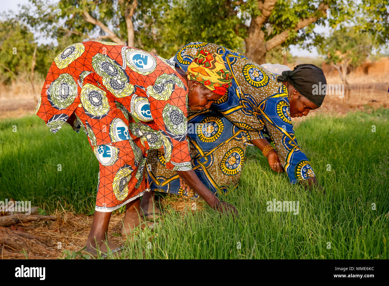 UBTEC ONG in un villaggio nei pressi di Ouahigouya, in Burkina Faso. I membri di una cooperativa al lavoro in un orto. Foto Stock