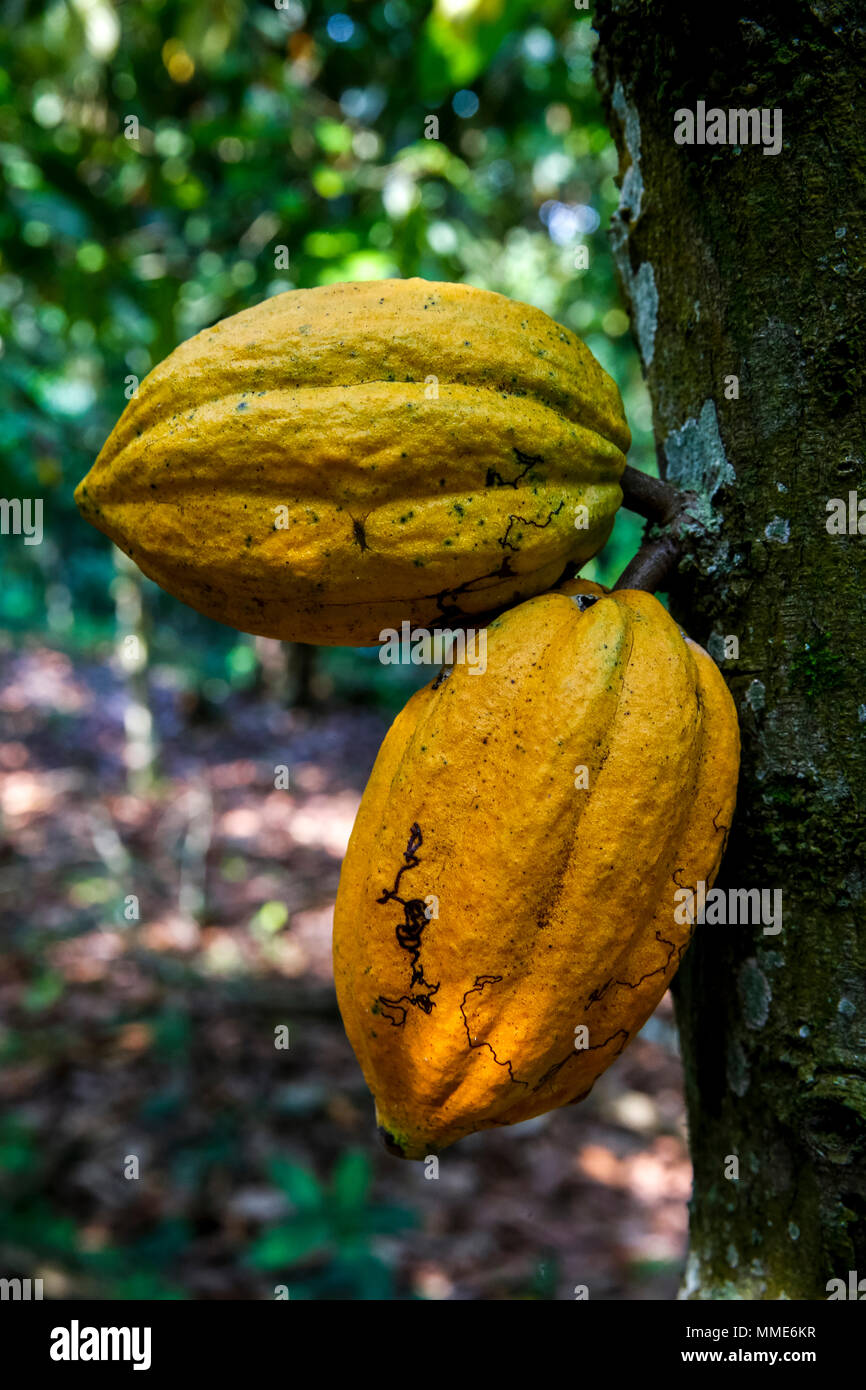 La Costa d Avorio. Baccelli di cacao su albero. Foto Stock
