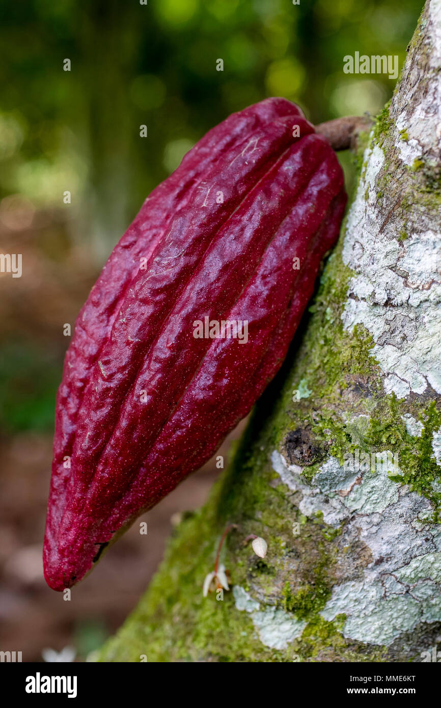La Costa d Avorio. Nuovo pod di cacao su albero. Foto Stock