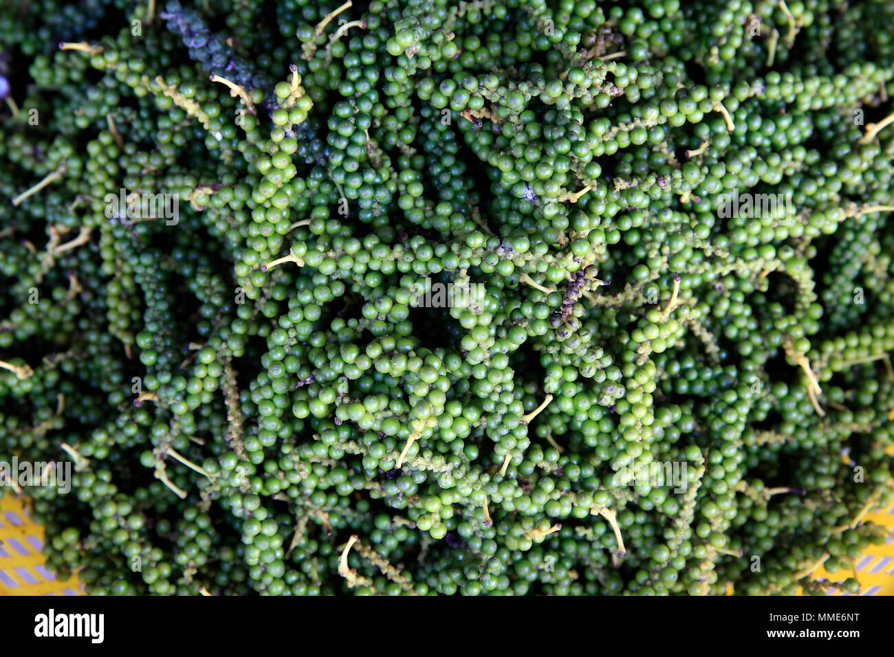 Appena raccolto il pepe. Phu Quoc. Il Vietnam. Foto Stock