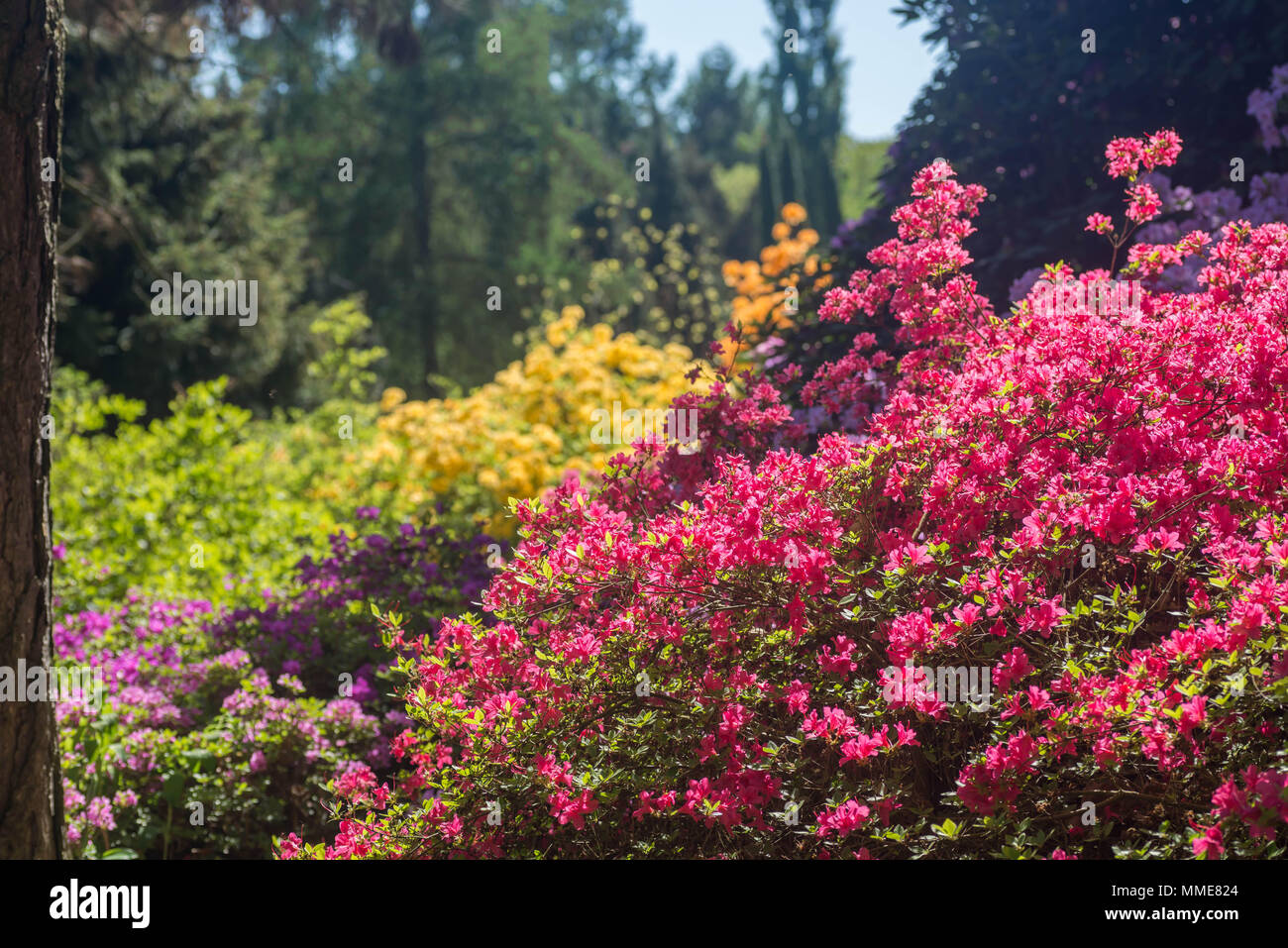 Multicolore di rododendri nel parco sulla giornata di sole Foto Stock