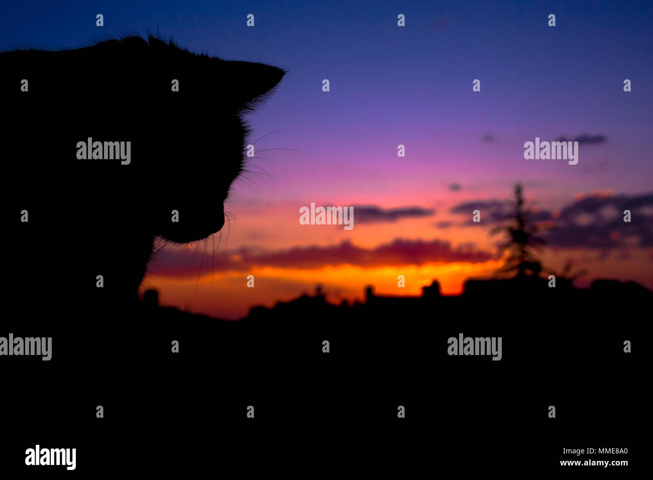 Il gatto è playin seduto a guardare nel caldo ambiente della casa Foto Stock