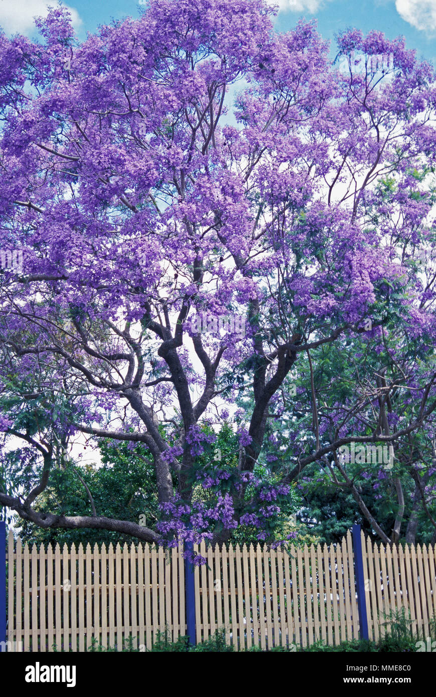 Jacaranda tree (Jacaranda mimosifolia) Foto Stock
