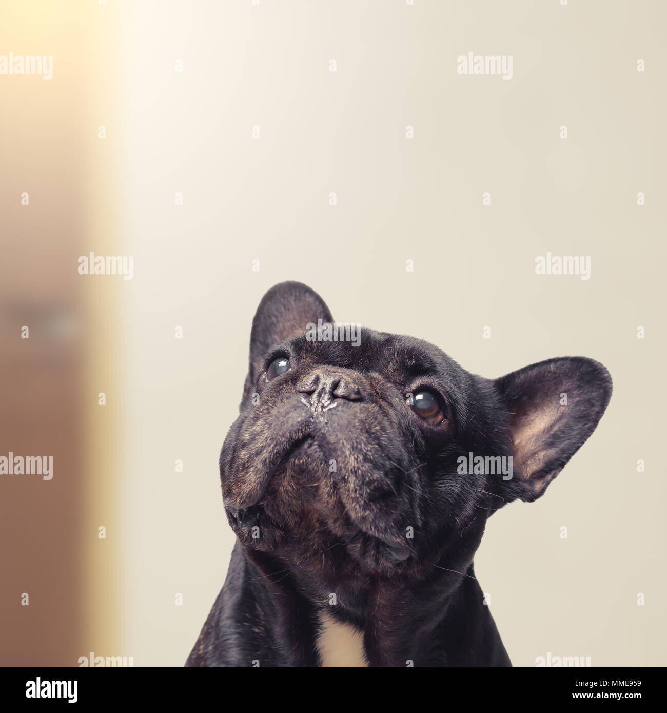 Vista ravvicinata di funny bulldog francese cercando Foto Stock