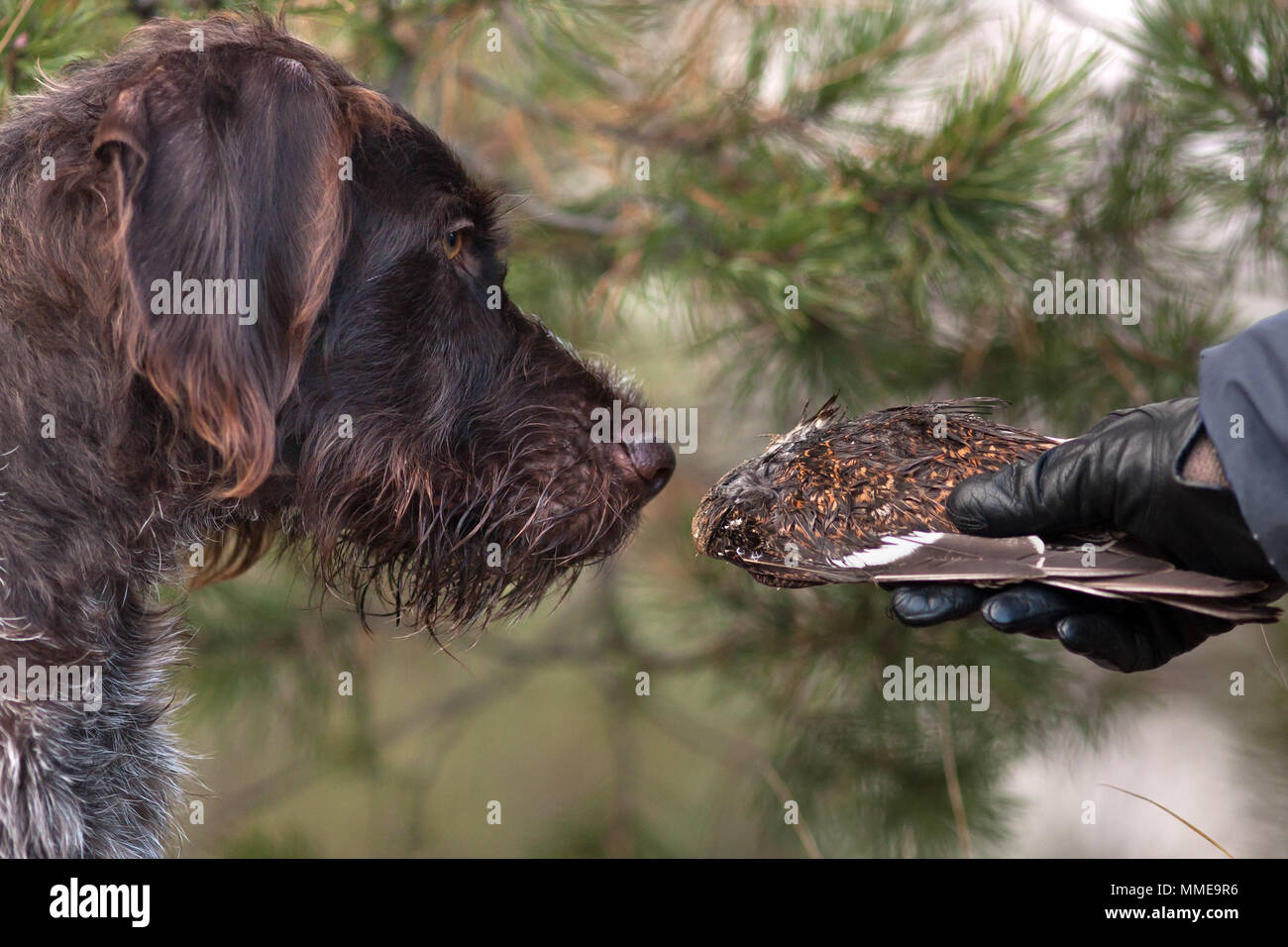 Addestramento del cane da caccia con ala di gallo forcello Foto Stock