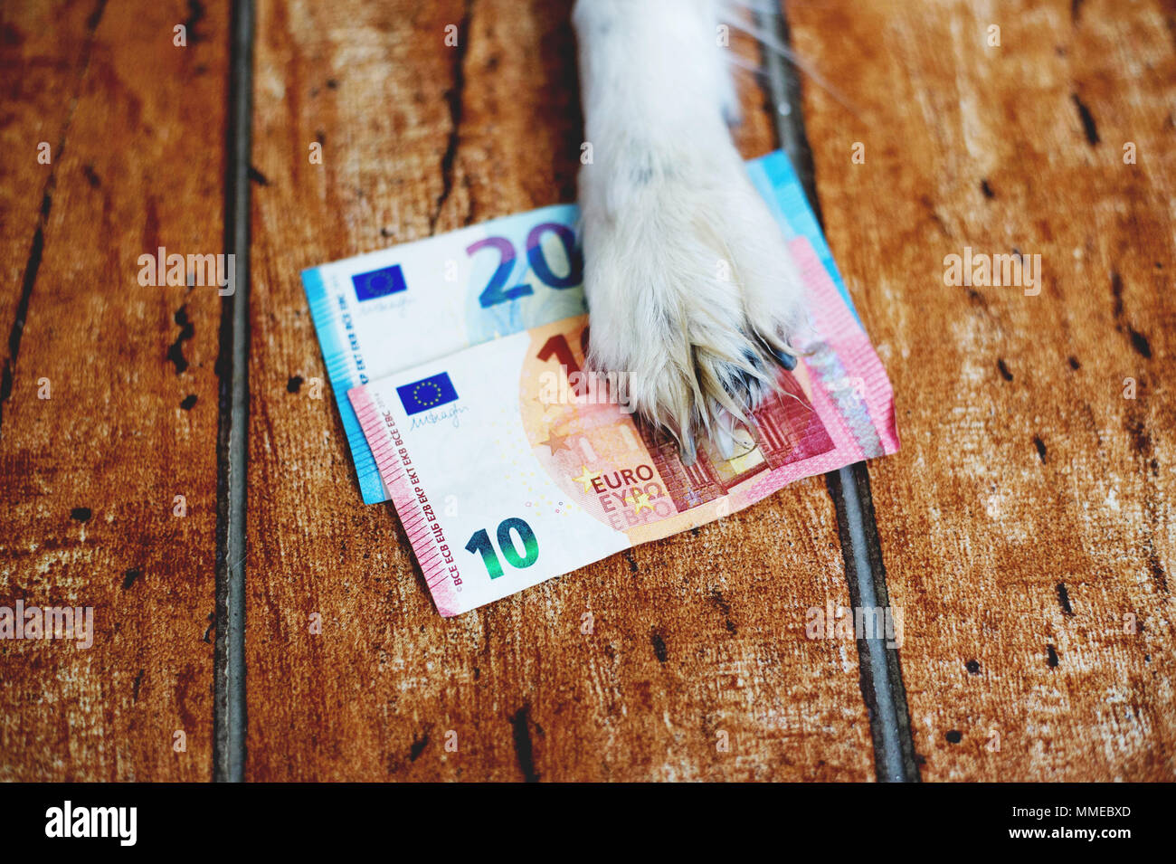 La zampa del cane che giace sulle banconote in euro. Foto Stock