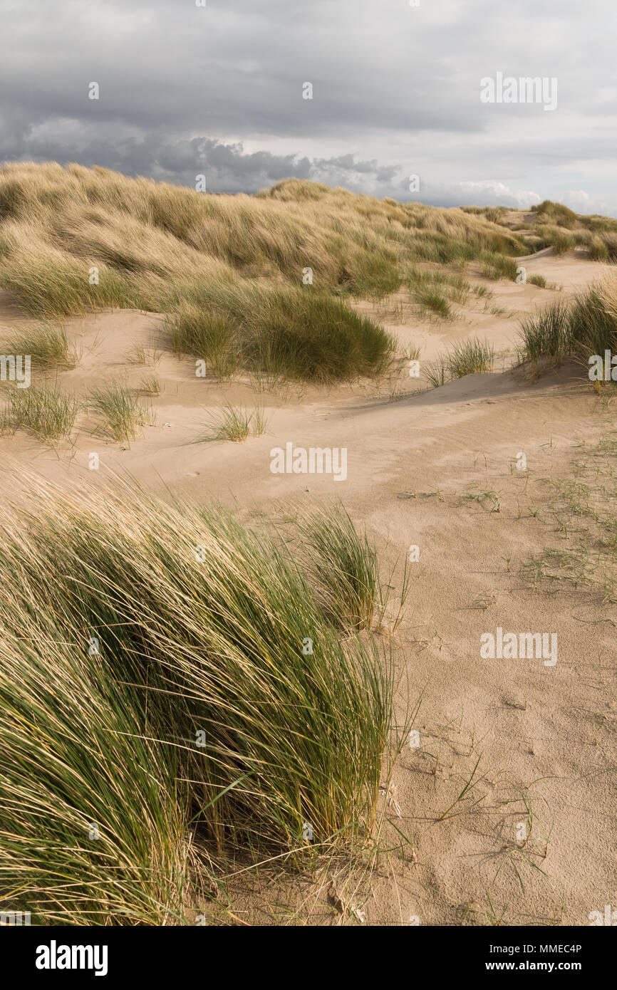 Ammophila arenaria una specie di erba anche noto marram europea erba e beachgrass sulla spiaggia Harlech SSSI nel Galles del Nord Foto Stock