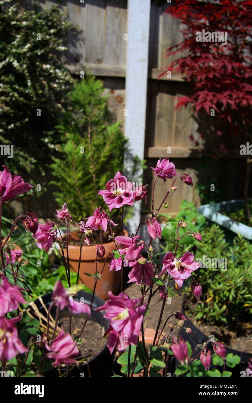 Aquilegia rosa fiori in un giardino Foto Stock