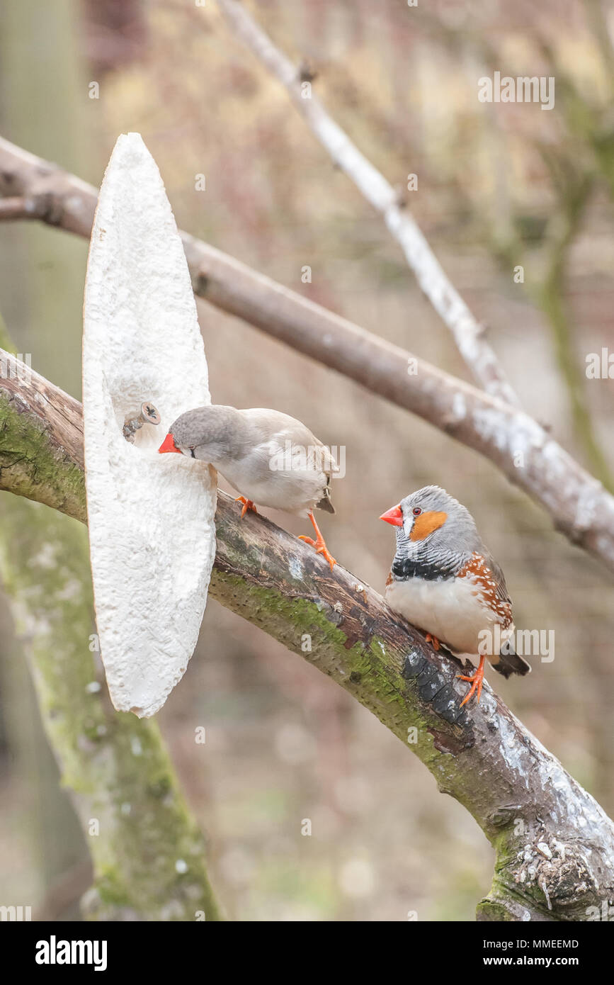 Coppia di zebra finches in una voliera alimentazione su essiccato seppie Foto Stock