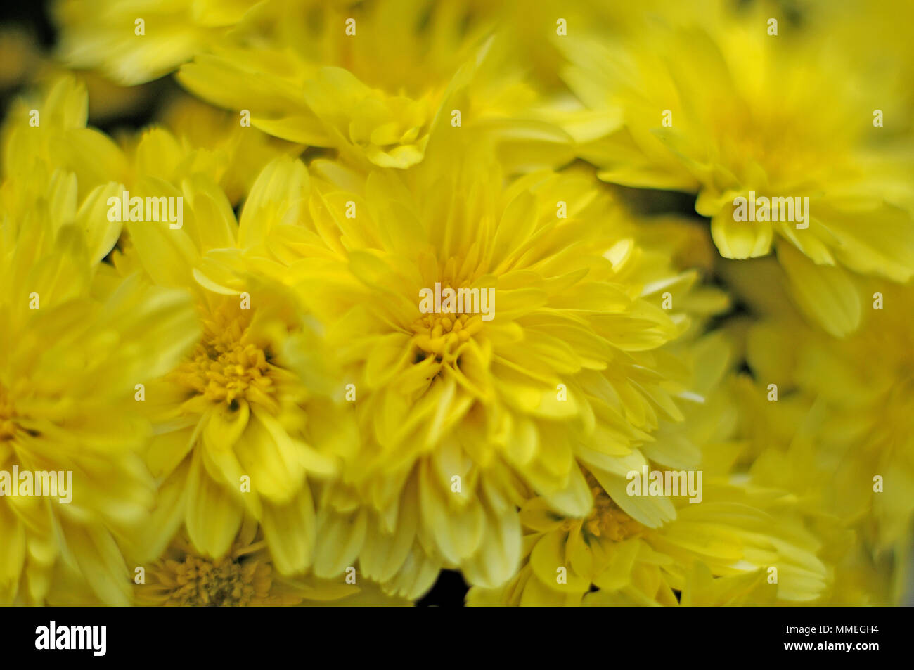 Fiori gialli di giardino mamme Foto Stock