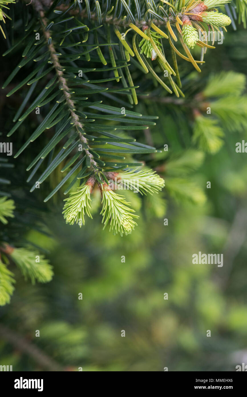 Abies cilicica subsp. cilicica. Fir Cilician fogliame in primavera. Regno Unito Foto Stock