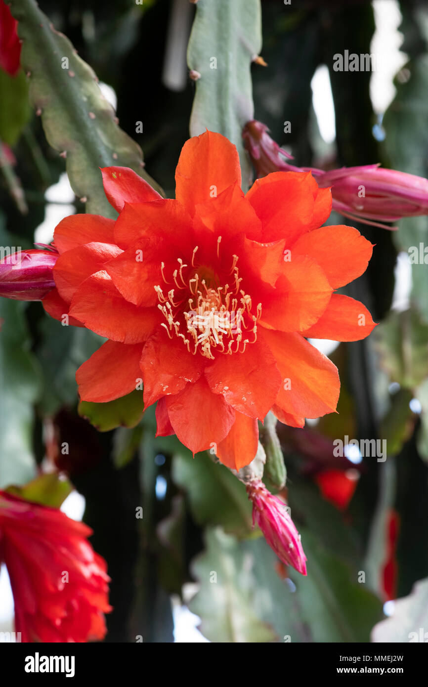 Epiphyllum. Orchid fiore di cactus Foto Stock