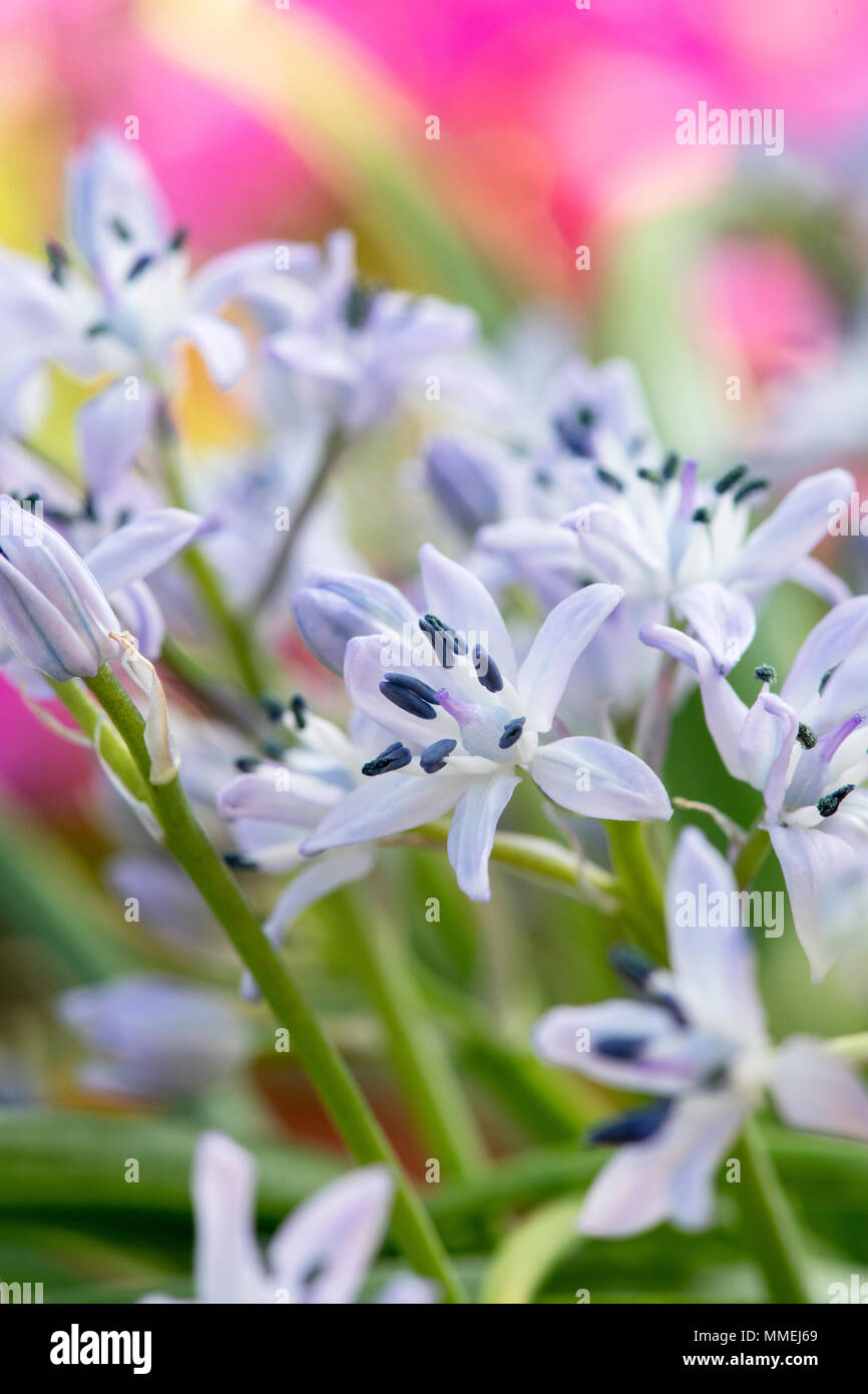 Hyacinthoides vicentina di fiori in primavera Foto Stock