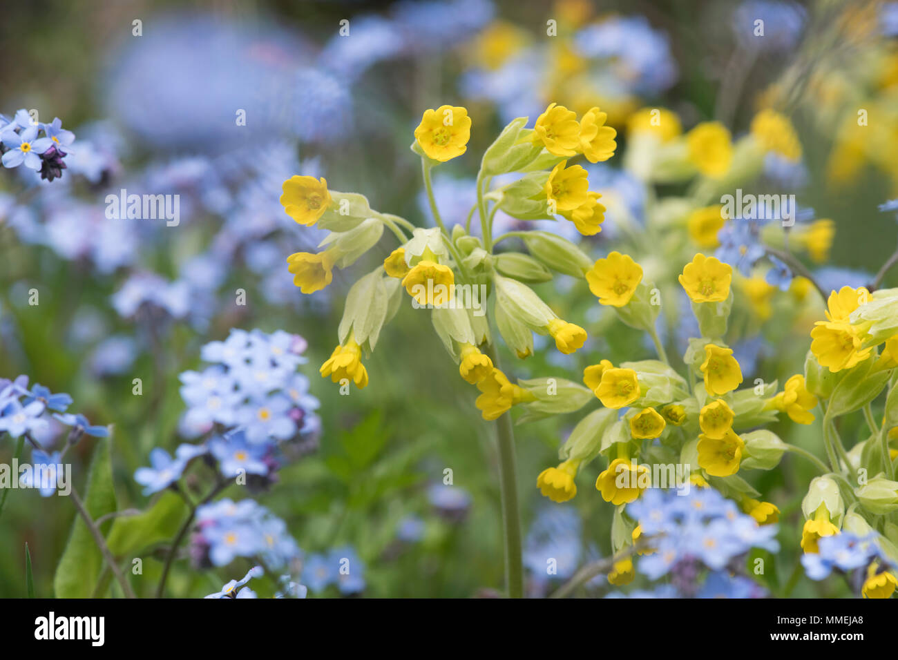 Primula veris e Myosotis arvense. Cowslip e non ti scordar di me fiori in primavera. Regno Unito Foto Stock