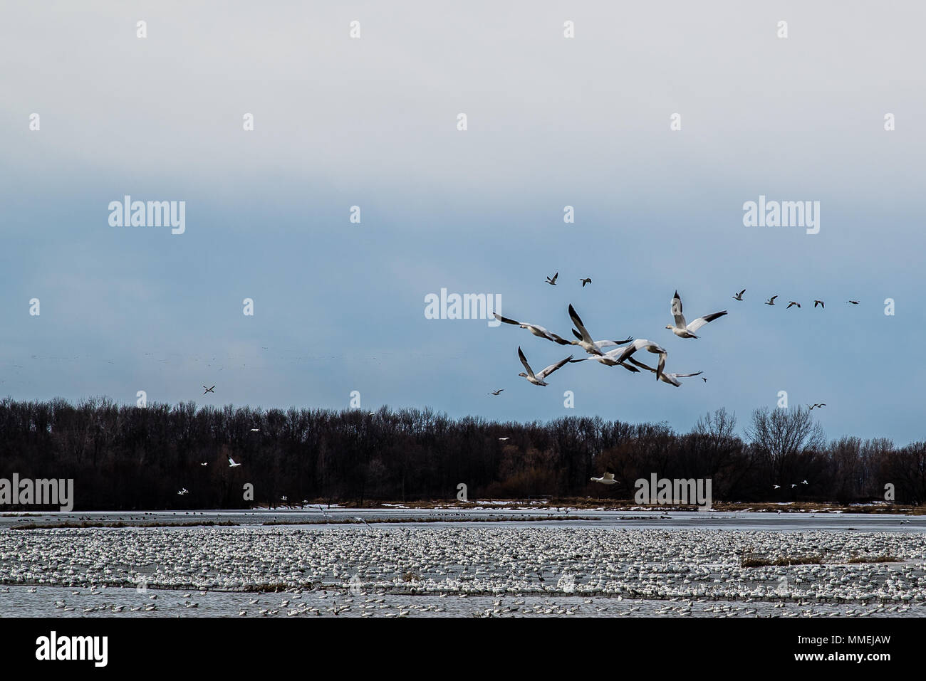 Snow goose migrazione in aprile in baie-du-Febvre, Québec Canada Foto Stock