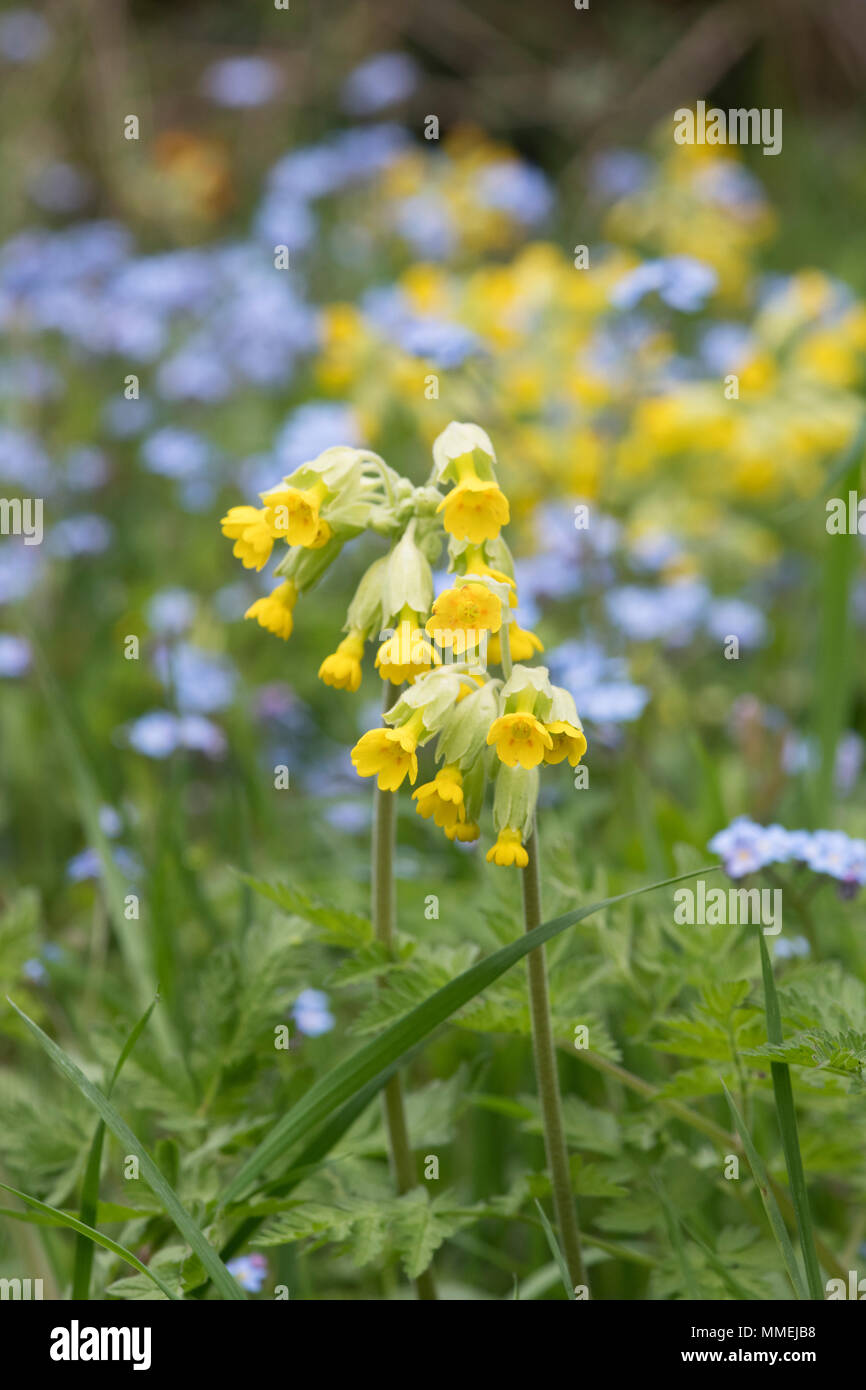 Primula veris e Myosotis arvense. Cowslip e non ti scordar di me fiori in primavera. Regno Unito Foto Stock