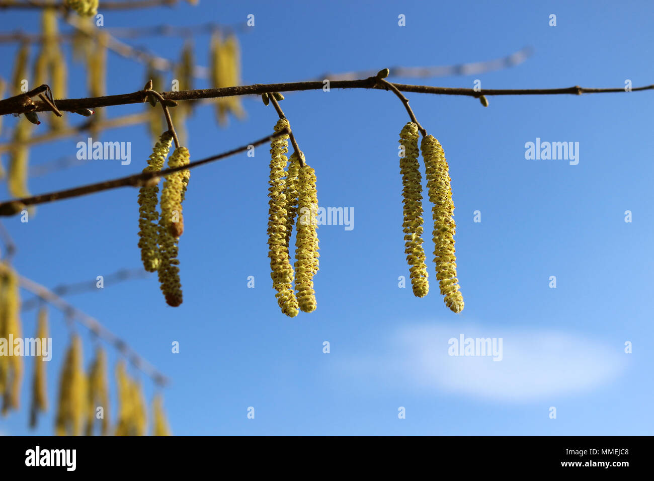 Amenti gialli appesi ad un nocciolo Foto Stock
