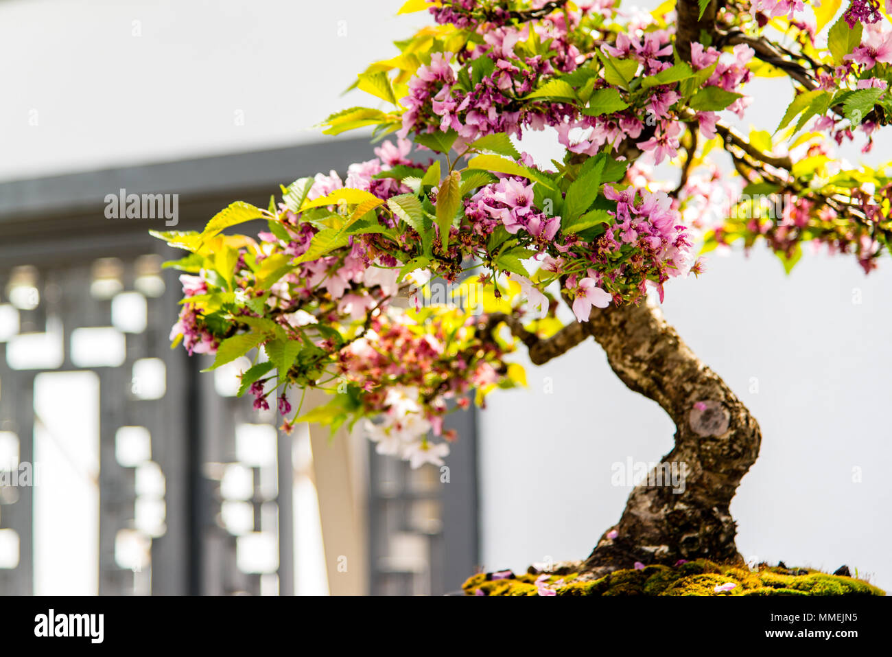 Cinese piante bonsai in Montreal giardino botanico, Canada Foto Stock