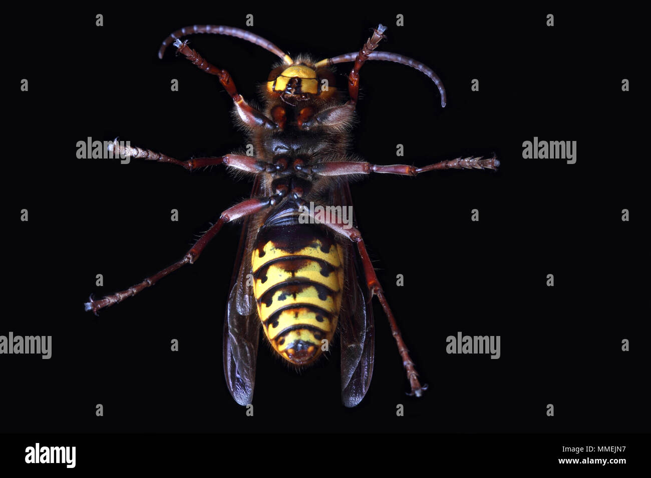 Il pericoloso hornet anche noto come Wasp Carpenter Foto Stock