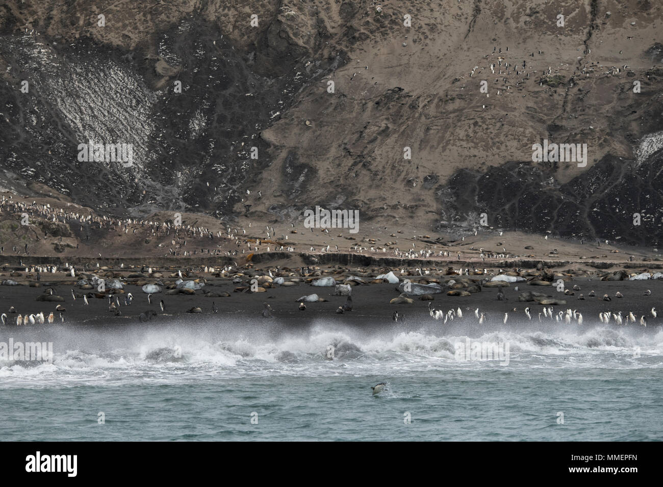 British territorio d'oltremare, Isole Sandwich del Sud, Saunders Island. Lava nera spiaggia coperta con i pinguini (perlopiù Chinstrap e Gentoo). Foto Stock