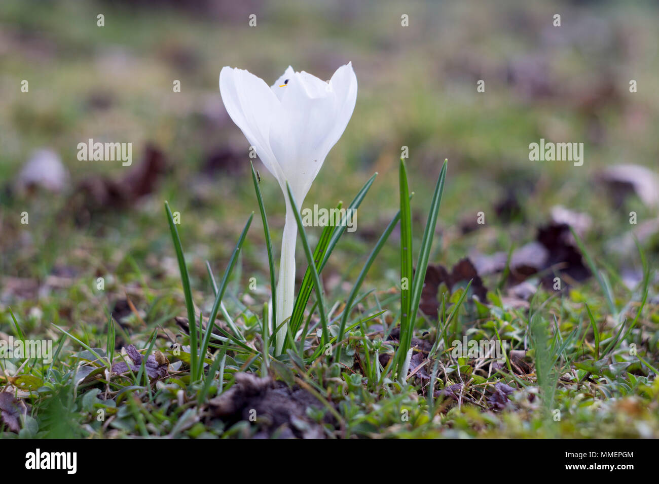 Bellissimi fiori Foto Stock
