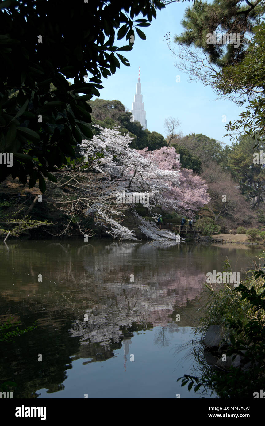 Stagno con la riflessione di ciliegi e NTT Docomo torre in Shinjuku Gyoen Giardino Nazionale durante la stagione di sakura a Tokyo in Giappone Foto Stock