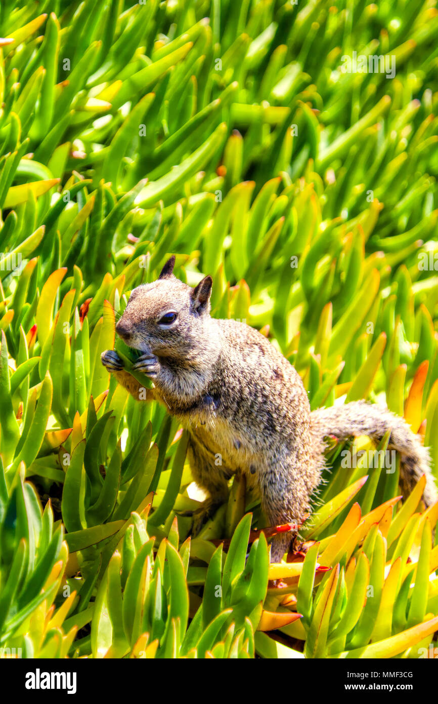 Primo piano di una California Massa alimentazione scoiattolo nel selvaggio a La Jolla, San Diego, con copia spazio. Foto Stock