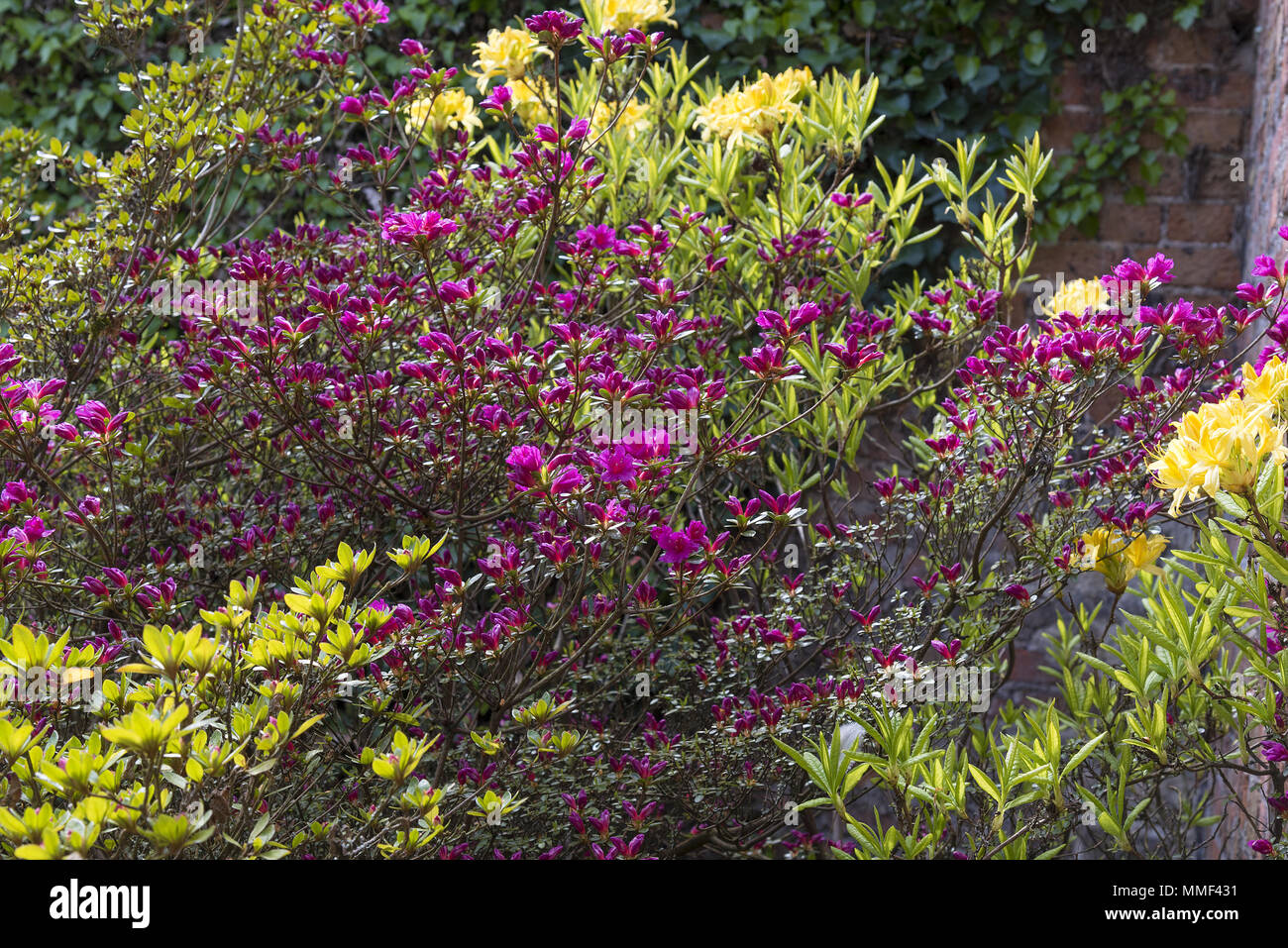 Azalea arbusti piantati in un angolo di un giardino a ridosso di una parete. Foto Stock