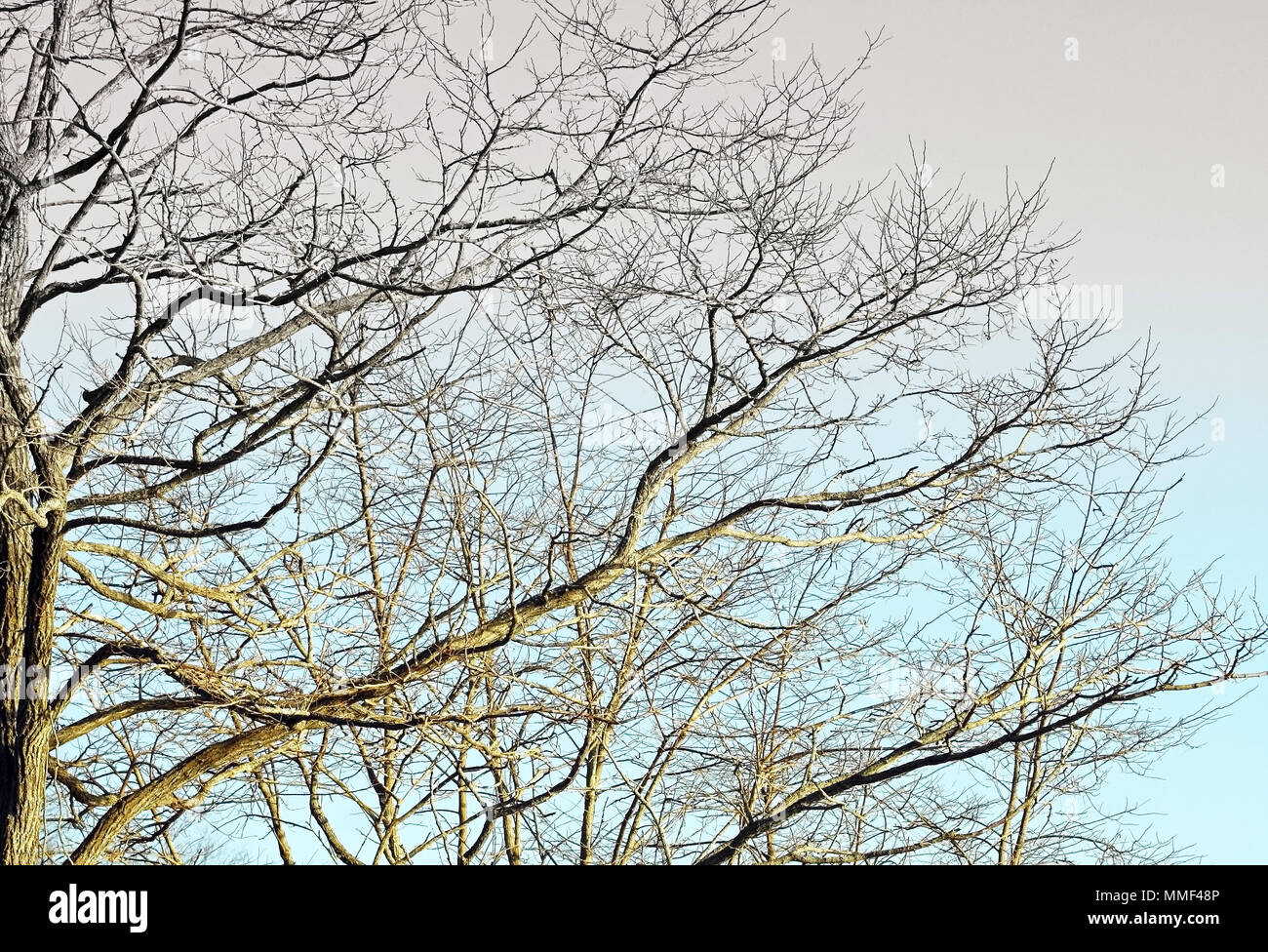 Sterile albero con rami tentacolari contro un cielo blu Foto Stock