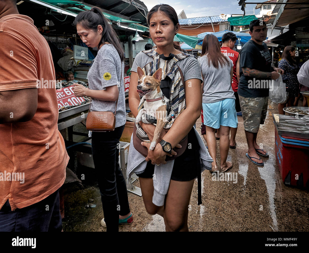 Donna che porta cane. pet Chihuahua portato dal proprietario attraverso un mercato di strada. Thailandia Sud-Est asiatico Foto Stock