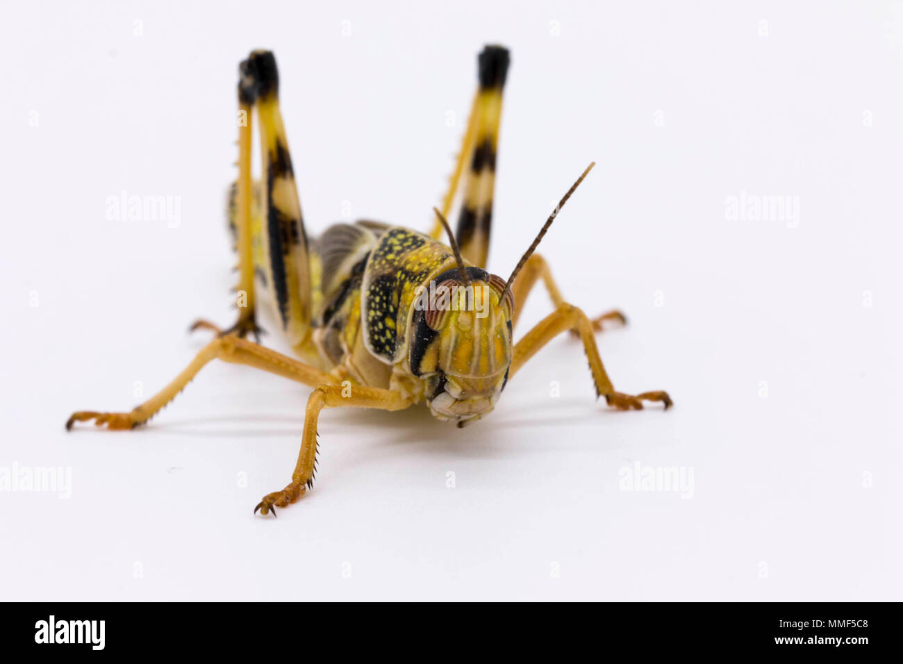In prossimità di una cavalletta / insetto tramoggia isolato su uno sfondo bianco Foto Stock
