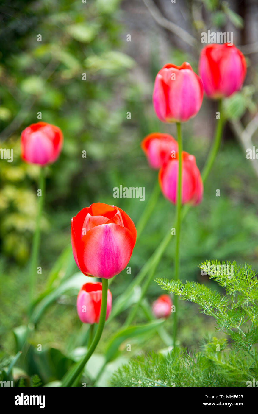 I tulipani in un giardino murato Foto Stock