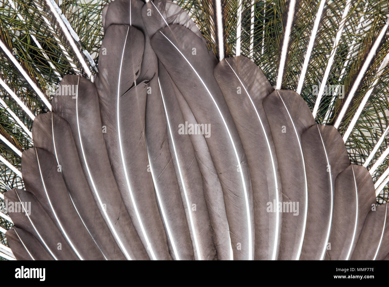 Dettaglio di grigio penne di pavone - sfondo Foto Stock