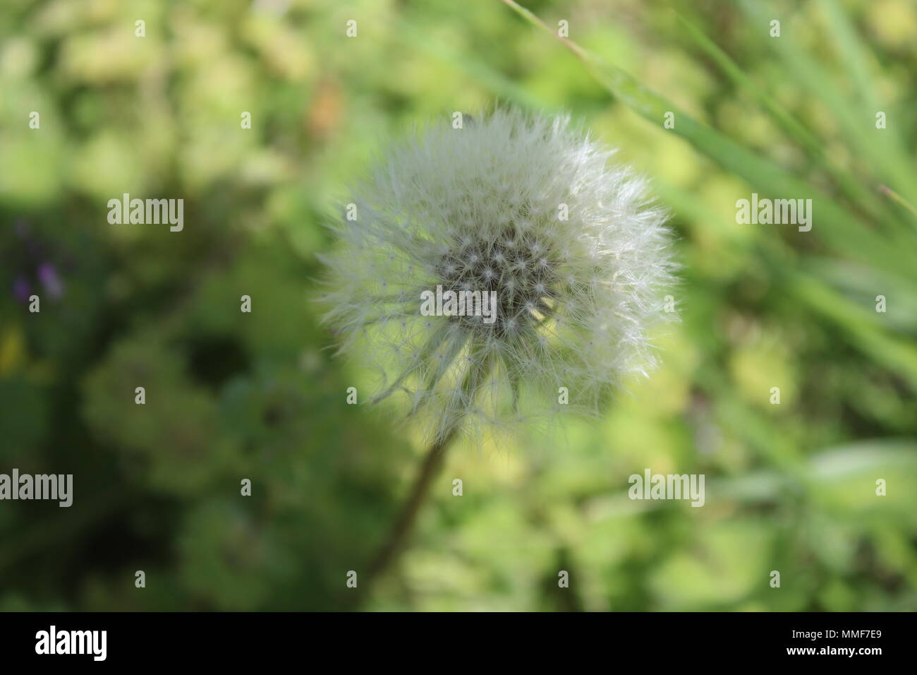 Volendo su un erbaccia Foto Stock