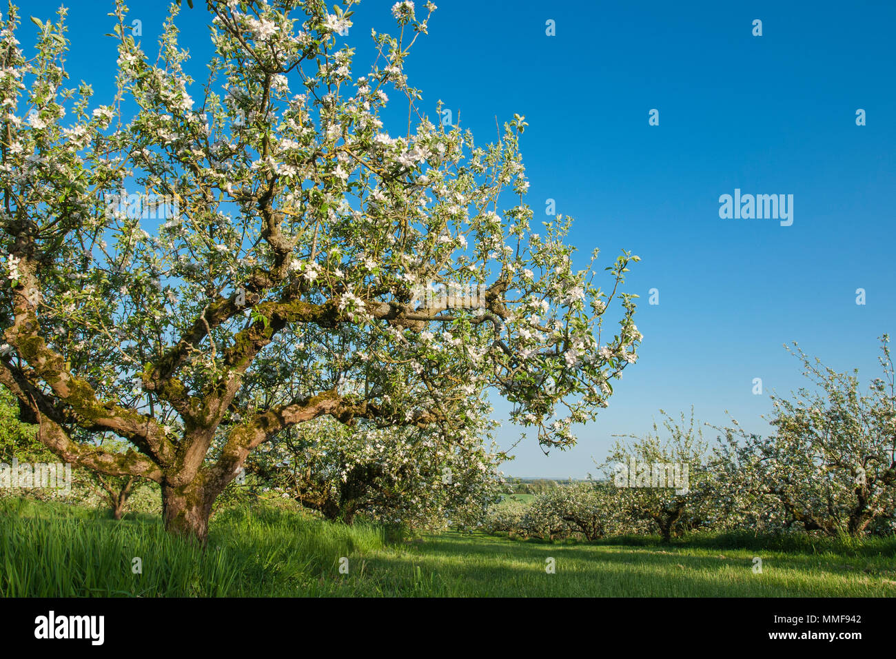 Meli in fiore in Old Orchard, Haddenham, Cambridgeshire Foto Stock